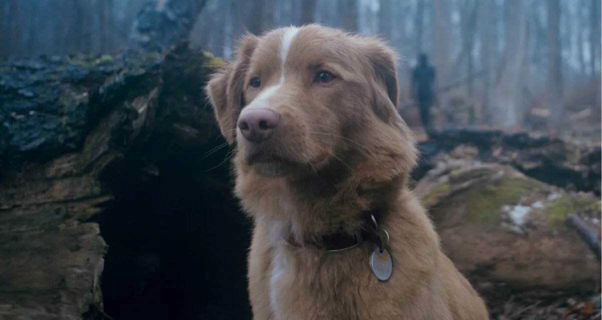 Bom Menino (2025) – Um Terror Simples e Bom pra Cachorro